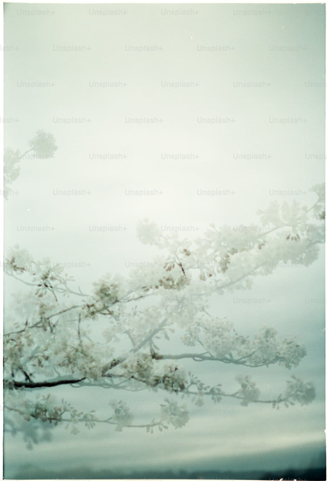盖尔·加朵回应《白雪公主》票房惨败